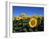 Sunflowers, Illinois, USA-Lynn M^ Stone-Framed Photographic Print