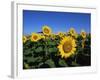 Sunflowers, Illinois, USA-Lynn M^ Stone-Framed Photographic Print