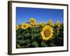 Sunflowers, Illinois, USA-Lynn M^ Stone-Framed Photographic Print