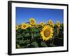 Sunflowers, Illinois, USA-Lynn M^ Stone-Framed Photographic Print