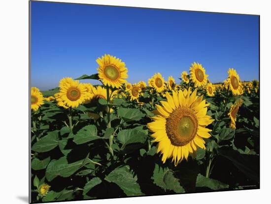 Sunflowers, Illinois, USA-Lynn M^ Stone-Mounted Photographic Print