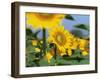 Sunflowers, Illinois, USA-Lynn M. Stone-Framed Photographic Print