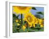 Sunflowers, Illinois, USA-Lynn M. Stone-Framed Photographic Print