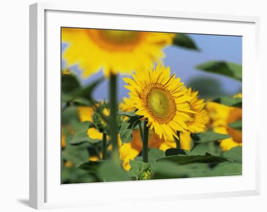 Sunflowers, Illinois, USA-Lynn M. Stone-Framed Photographic Print