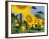Sunflowers, Illinois, USA-Lynn M. Stone-Framed Photographic Print