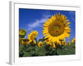 Sunflowers, Illinois, USA-Lynn M. Stone-Framed Photographic Print