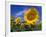 Sunflowers, Illinois, USA-Lynn M. Stone-Framed Photographic Print