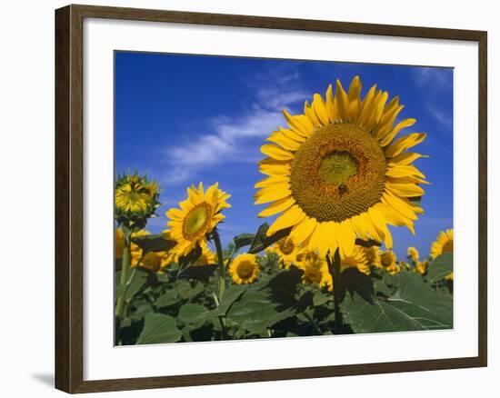 Sunflowers, Illinois, USA-Lynn M. Stone-Framed Photographic Print