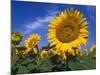 Sunflowers, Illinois, USA-Lynn M. Stone-Mounted Photographic Print