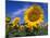 Sunflowers, Illinois, USA-Lynn M. Stone-Mounted Photographic Print