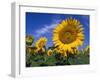 Sunflowers, Illinois, USA-Lynn M. Stone-Framed Photographic Print