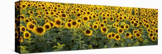 Sunflowers in a Field, Bouches-Du-Rhone, Provence, France-null-Stretched Canvas