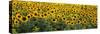 Sunflowers in a Field, Bouches-Du-Rhone, Provence, France-null-Stretched Canvas