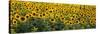 Sunflowers in a Field, Bouches-Du-Rhone, Provence, France-null-Stretched Canvas