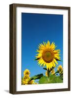 Sunflowers in a field, France-Sakis Papadopoulos-Framed Photographic Print