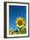 Sunflowers in a field, France-Sakis Papadopoulos-Framed Photographic Print