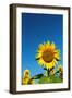 Sunflowers in a field, France-Sakis Papadopoulos-Framed Photographic Print