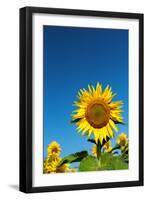 Sunflowers in a field, France-Sakis Papadopoulos-Framed Photographic Print