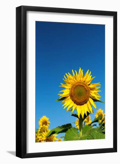 Sunflowers in a field, France-Sakis Papadopoulos-Framed Photographic Print