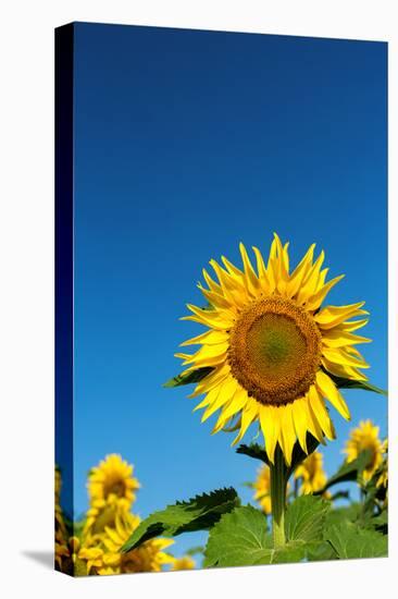 Sunflowers in a field, France-Sakis Papadopoulos-Stretched Canvas