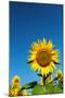 Sunflowers in a field, France-Sakis Papadopoulos-Mounted Photographic Print