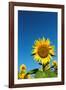 Sunflowers in a field, France-Sakis Papadopoulos-Framed Photographic Print