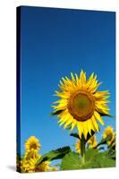 Sunflowers in a field, France-Sakis Papadopoulos-Stretched Canvas