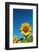 Sunflowers in a field, France-Sakis Papadopoulos-Framed Photographic Print