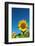 Sunflowers in a field, France-Sakis Papadopoulos-Framed Photographic Print