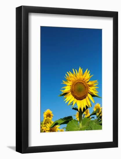 Sunflowers in a field, France-Sakis Papadopoulos-Framed Photographic Print