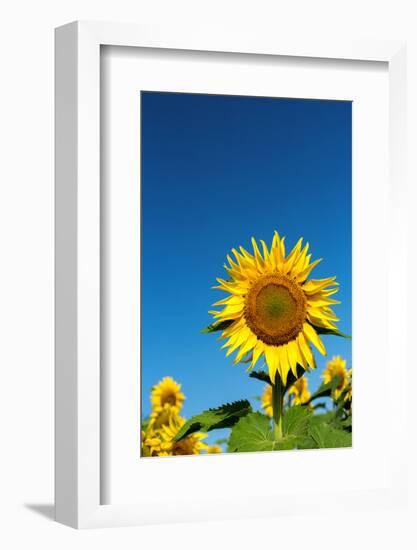 Sunflowers in a field, France-Sakis Papadopoulos-Framed Photographic Print