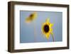 Sunflowers in a Field Near Boulder, Colorado-Sergio Ballivian-Framed Photographic Print