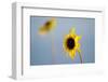 Sunflowers in a Field Near Boulder, Colorado-Sergio Ballivian-Framed Photographic Print