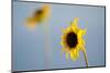 Sunflowers in a Field Near Boulder, Colorado-Sergio Ballivian-Mounted Photographic Print