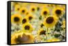 Sunflowers in a field near Rome, Lazio, Italy-Photo Escapes-Framed Stretched Canvas