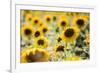 Sunflowers in a field near Rome, Lazio, Italy-Photo Escapes-Framed Photographic Print