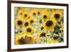 Sunflowers in a field near Rome, Lazio, Italy-Photo Escapes-Framed Photographic Print
