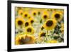 Sunflowers in a field near Rome, Lazio, Italy-Photo Escapes-Framed Photographic Print