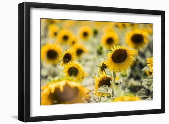 Sunflowers in a field near Rome, Lazio, Italy-Photo Escapes-Framed Photographic Print