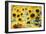 Sunflowers in a field near Rome, Lazio, Italy-Photo Escapes-Framed Photographic Print