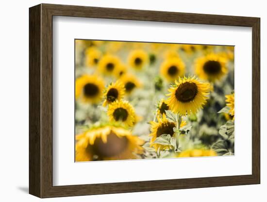 Sunflowers in a field near Rome, Lazio, Italy-Photo Escapes-Framed Photographic Print