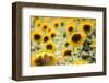 Sunflowers in a field near Rome, Lazio, Italy-Photo Escapes-Framed Photographic Print