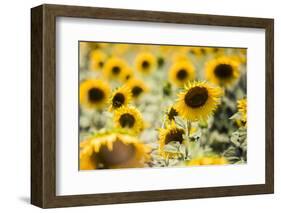 Sunflowers in a field near Rome, Lazio, Italy-Photo Escapes-Framed Photographic Print