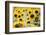 Sunflowers in a field near Rome, Lazio, Italy-Photo Escapes-Framed Photographic Print