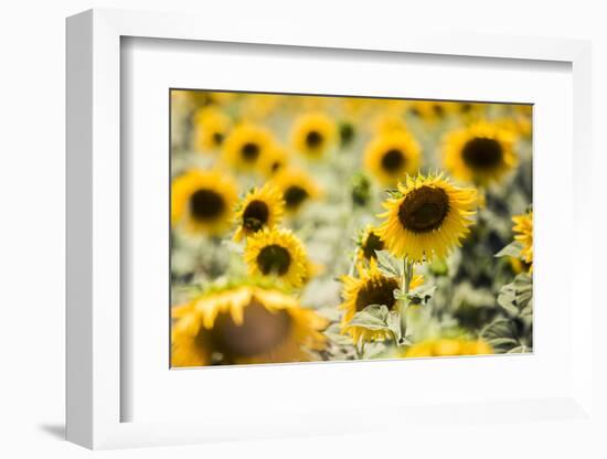 Sunflowers in a field near Rome, Lazio, Italy-Photo Escapes-Framed Photographic Print