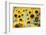 Sunflowers in a field near Rome, Lazio, Italy-Photo Escapes-Framed Photographic Print