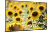 Sunflowers in a field near Rome, Lazio, Italy-Photo Escapes-Mounted Photographic Print