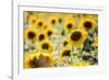 Sunflowers in a field near Rome, Lazio, Italy-Photo Escapes-Framed Photographic Print