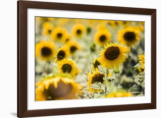 Sunflowers in a field near Rome, Lazio, Italy-Photo Escapes-Framed Photographic Print