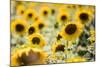 Sunflowers in a field near Rome, Lazio, Italy-Photo Escapes-Mounted Photographic Print